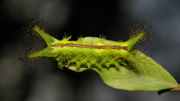 Картинка животные гусеницы насекомое макро itchydogimages необычная гусеница лист