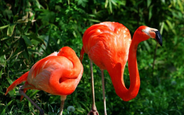 обоя животные, фламинго, красные, птицы