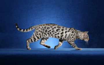 Картинка животные коты кошка синий бенгальский+кот