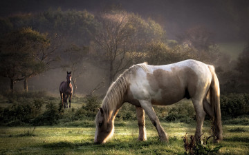 Картинка животные лошади деревья лето трава