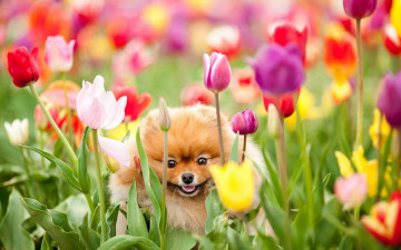 Картинка животные собаки щенок цветы