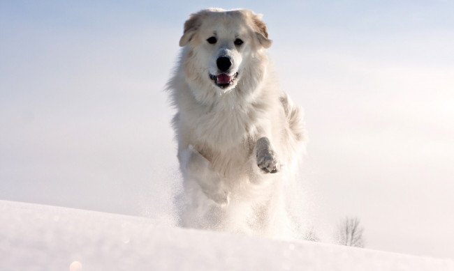 Обои картинки фото животные, собаки, снег, бег