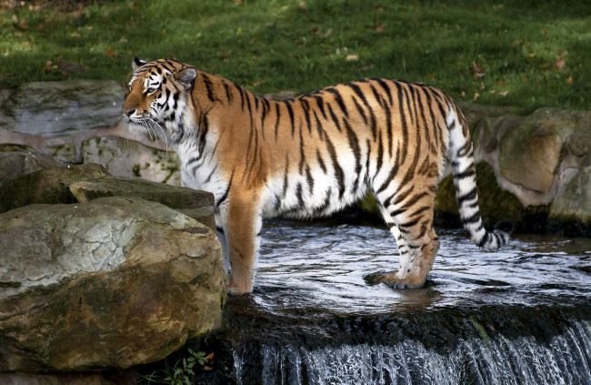 Обои картинки фото животные, тигры, амурский, зоопарк, зелень, камни, водопад, вода, полоски, хищник