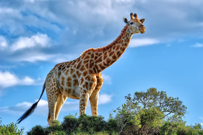 Обои картинки фото животные, жирафы, небо, кустарник, высокий, африка, грация, шея