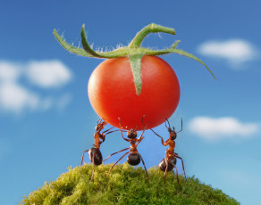 обоя юмор и приколы, насекомые, ситуация, макро, помидорка, силачи, муравьи, небо, лето, мох