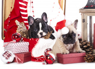 Картинка животные собаки игрушки шишки снежинка шарики колпак коробки подарки щенки французский бульдог