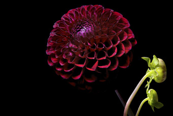 Картинка цветы георгины цветок фон георгина черный