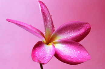 Картинка цветы плюмерия цветок роса вода капли лепестки природа