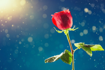 Картинка цветы розы февраль снег роза