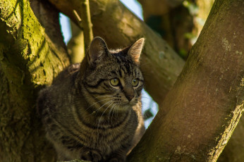 Картинка животные коты тень кошка