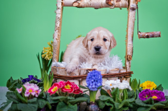 Картинка животные собаки собака животное цветы щенок колодец