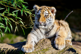 Картинка животные тигры амурский тигр ветки котёнок тигрёнок детёныш