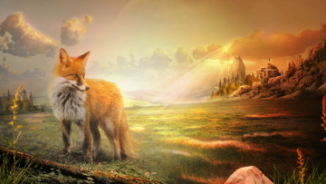 Картинка животные лисы поле лиса