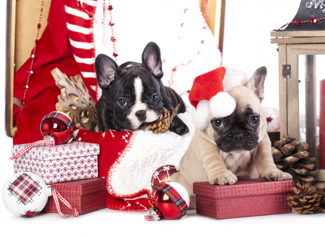 Обои картинки фото животные, собаки, игрушки, шишки, снежинка, шарики, колпак, коробки, подарки, щенки, французский, бульдог
