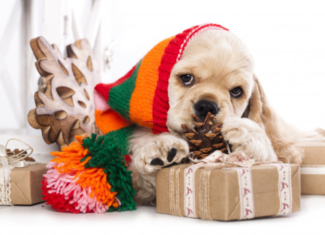 Обои картинки фото животные, собаки, щенок, шапка, подарки, шишка, американский, кокер-спаниель, собака