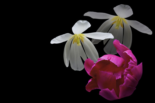 Обои картинки фото цветы, разные вместе, тюльпан, черный, пион, цветок, фон