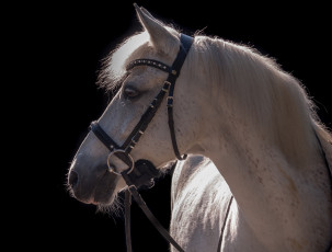 Картинка животные лошади контраст серый конь свет уздечка сбруя чёлка грива профиль морда