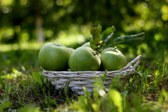 Картинка еда Яблоки фрукты зелёный корзинка трава