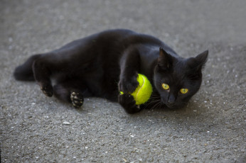 Картинка кот животные коты черный
