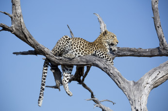 Картинка животные леопарды отдых лежит пятна дерево хищник кошка африка окрас