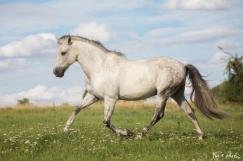 Картинка животные лошади серый конь лето грация профиль движение рысь бег луг