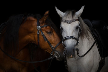 Картинка животные лошади уздечка сбруя серый гнедой пара кони