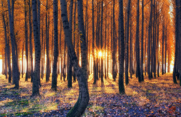 Картинка природа лес стволы осень листопад