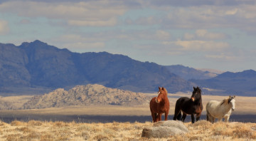 Картинка животные лошади рыжий тройка позируют простор степь горы бурый серый трио дикие кони