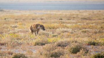 Картинка животные гиены +гиеновые+собаки хищник гиена охота саванна