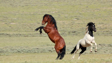 Картинка животные лошади мощь степь пегий гнедой пара простор грация дикие кони