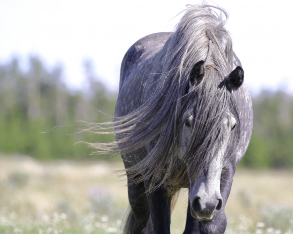 Обои картинки фото животные, лошади, красавец, портрет, грива, конь, морда, серый, дикий