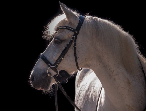 Обои картинки фото животные, лошади, контраст, серый, конь, свет, уздечка, сбруя, чёлка, грива, профиль, морда