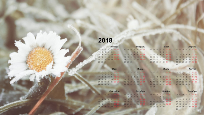 Обои картинки фото календари, цветы, ромашка, 2018