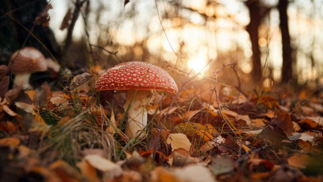 Обои картинки фото природа, грибы,  мухомор, осень, гриб, листья