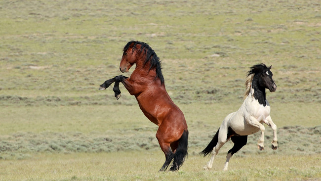 Обои картинки фото животные, лошади, мощь, степь, пегий, гнедой, пара, простор, грация, дикие, кони