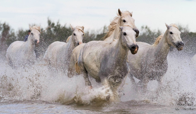 Обои картинки фото животные, лошади, скачка, брызги, вода, галоп, бег, табун, кони, грация, мощь, движение