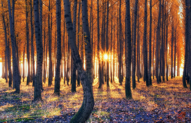 Обои картинки фото природа, лес, стволы, осень, листопад