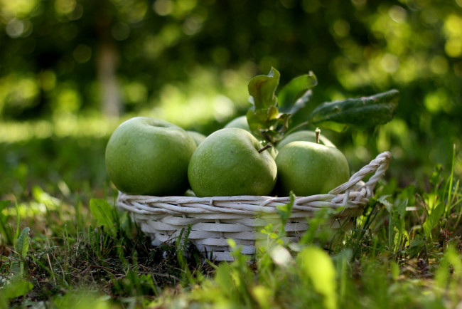 Обои картинки фото еда, Яблоки, фрукты, зелёный, корзинка, трава