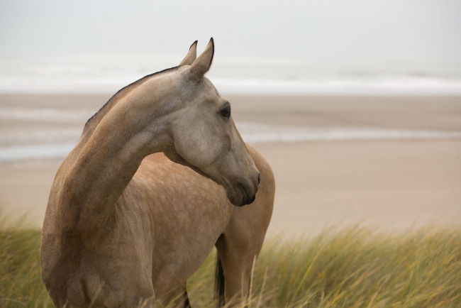 Обои картинки фото животные, лошади, конь, позирует, грация, смотрит, трава