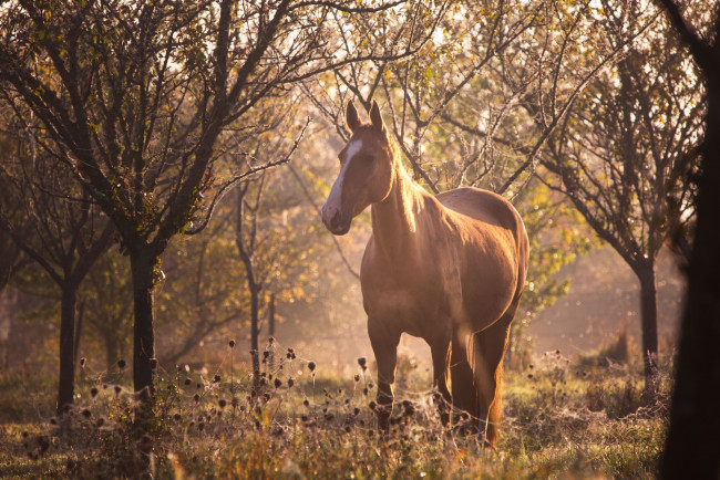 Обои картинки фото животные, лошади, конь, рыжий, пастбище, лес, лето, утро, солнце, свет, блики, размытие, паутина