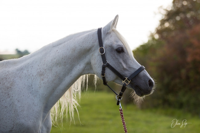 Обои картинки фото животные, лошади, конь, серый, морда, профиль, недоуздок