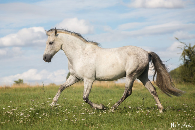 Обои картинки фото животные, лошади, серый, конь, лето, грация, профиль, движение, рысь, бег, луг