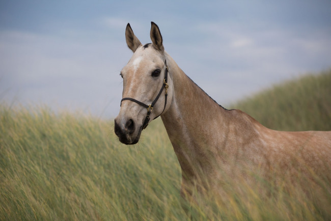 Обои картинки фото животные, лошади, трава, луг, морда, конь, портрет