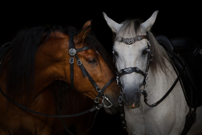 Обои картинки фото животные, лошади, уздечка, сбруя, серый, гнедой, пара, кони