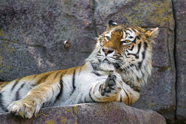 Обои картинки фото животные, тигры, кошка, хищник, амурский, лежит, морда, лапа, отдых, зоопарк
