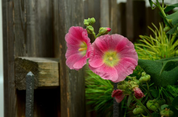 Картинка цветы мальвы розовая мальва