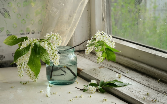 Обои картинки фото цветы, черемуха, банка, окно, весна