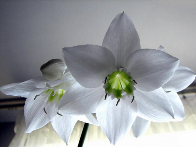 Обои картинки фото цветы, эухарис, амазонская, лилия