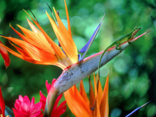 Картинка цветы стрелиция райская птица