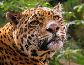 Картинка животные Ягуары jaguar